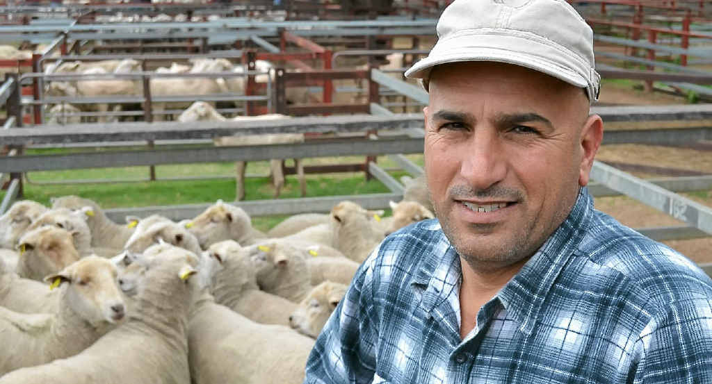 HOME STRAIGHT: Iraqi born farmer Joe Janabi has become a regular at Warwick sheep sale but admits the transition from growing dates in his home country to running a city butchery is an ongoing adjustment. HOME STRAIGHT: Iraqi born farmer Joe Janabi has become a regular at Warwick sheep sale but admits the transition from growing dates in his home country to running a city butchery is an ongoing adjustment.